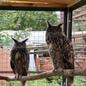 Come and meet some owls this Saturday at Hugo’s Small Animal Rescue and Sanctuary. 