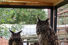 Come and meet some owls this Saturday at Hugo’s Small Animal Rescue and Sanctuary. 