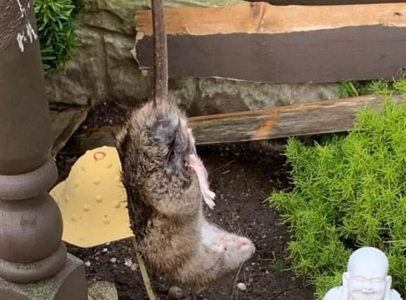 Rats have invaded a Blackpool housing estate