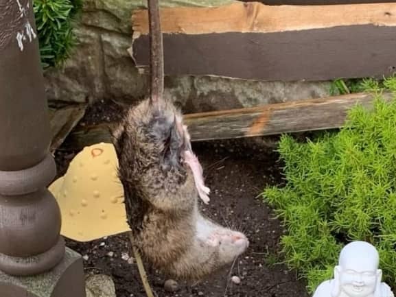 Rats have invaded a Blackpool housing estate