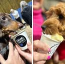 Pawesome Parties are back in Blackpool for the second year running on Sunday, March 10, at The Pilling Dog Field.