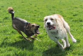 Dogs will be able to run freely