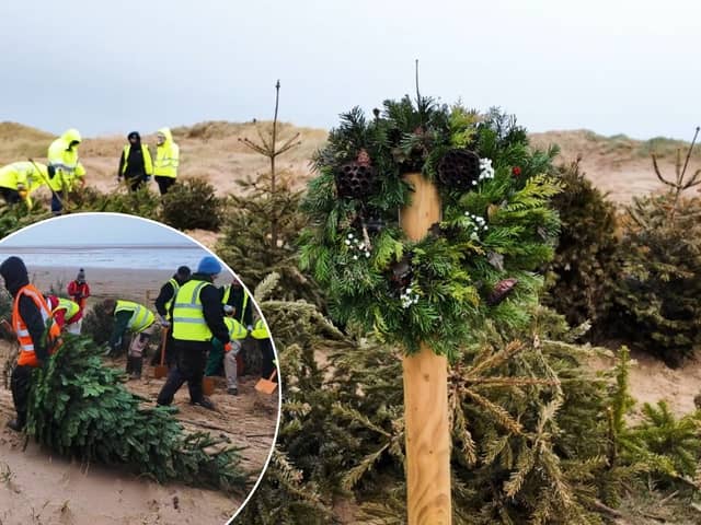 Volunteers plant old Christmas trees in the sand dunes at St Annes