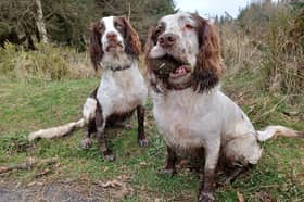 Park-goers are warned to keep dogs on leads 