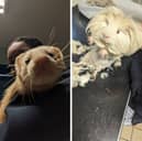 Ferrets and guinea pigs were found abandoned in two separate incidents on the street ahd had to be rescued by the RSPCA.