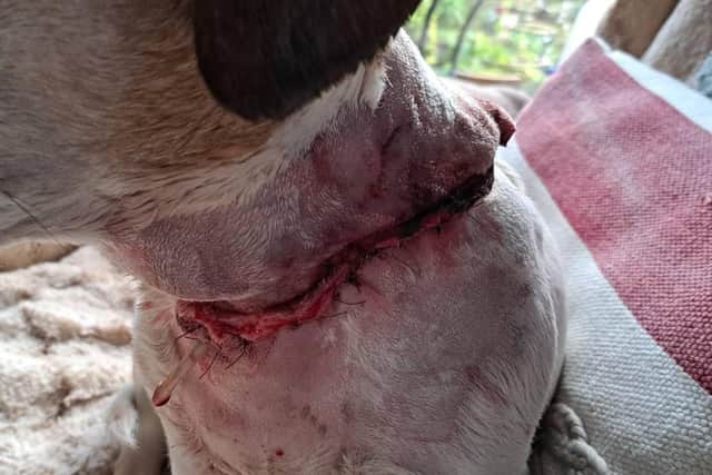 Patch was left with a seven inch scar on his neck following the attack