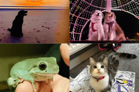 A collage of the cutest Lancashire pets.