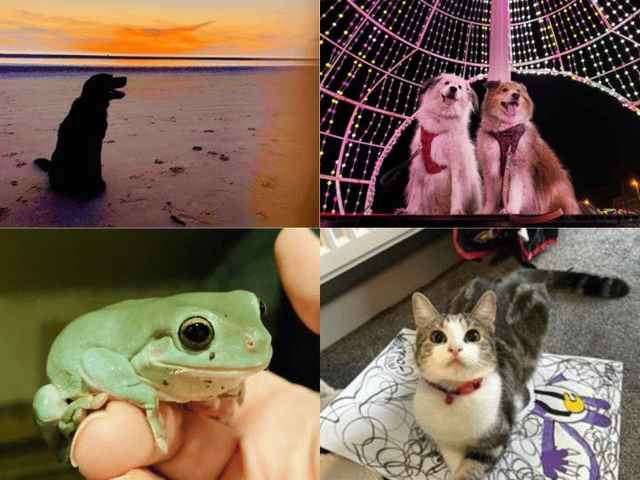 A collage of the cutest Lancashire pets.