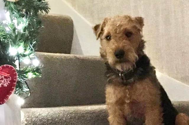 The family now believe Bear (pictured) was taken on the first day. 