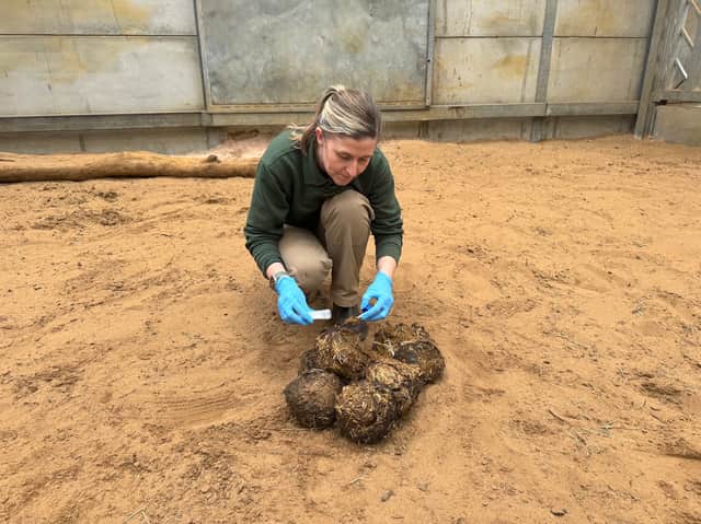 Charlotte Pennie, Deputy Section Manager at Blackpool Zoo, carrying out the testing