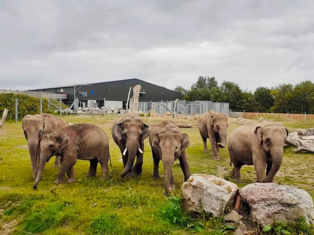 Blackpool Zoo’s six Asian elephants - Emmett, Kate, Minbu, Noorjahan, Tara, Esha 