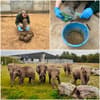 Blackpool Zoo using glitter in pregnancy tests for elephants