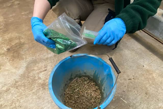 Charlotte Pennie, Deputy Section Manager at Blackpool Zoo, carrying out the testing using edible glitter