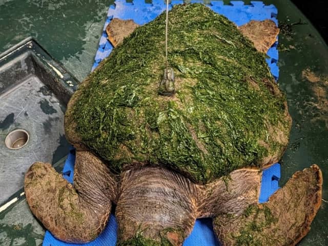 A loggerhead turtle named Nazaré, rescued by British Marine Divers almost a fortnight ago, has made waves of progress thanks to the care of the team at SEA LIFE Blackpool.