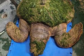 A loggerhead turtle named Nazaré, rescued by British Marine Divers almost a fortnight ago, has made waves of progress thanks to the care of the team at SEA LIFE Blackpool.