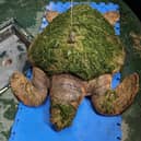 A loggerhead turtle named Nazaré, rescued by British Marine Divers almost a fortnight ago, has made waves of progress thanks to the care of the team at SEA LIFE Blackpool.