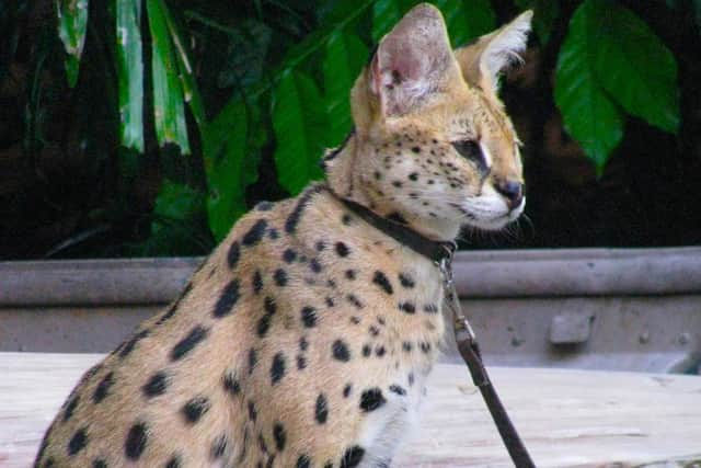 Serval cat