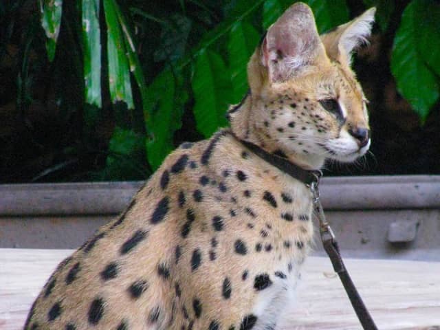 Serval cat