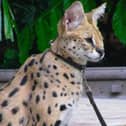 Serval cat