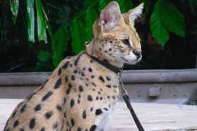 Serval cat