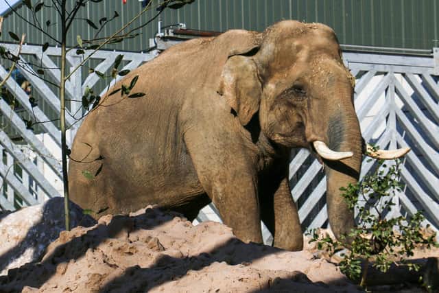 Elephant enthusiasts can head over to Base Camp to catch up with Emmett, Kate, Minbu, Noorjahan, Tara and Esha (Credit: Blackpool Zoo)