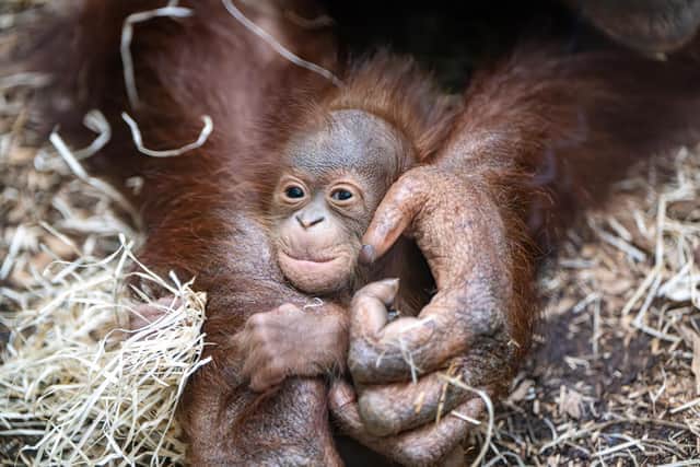 A baby orangutan born at Blackpool Zoo was shown off by his proud mother (Credit: Michael Holmes/PA Wire)