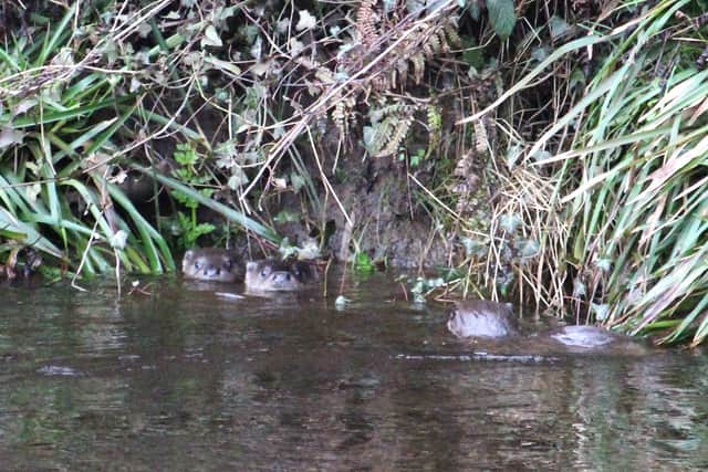 Otters in the River Wyre, Garstang. Picture credit: Andrew Moreland / Garstang & District Wildlife