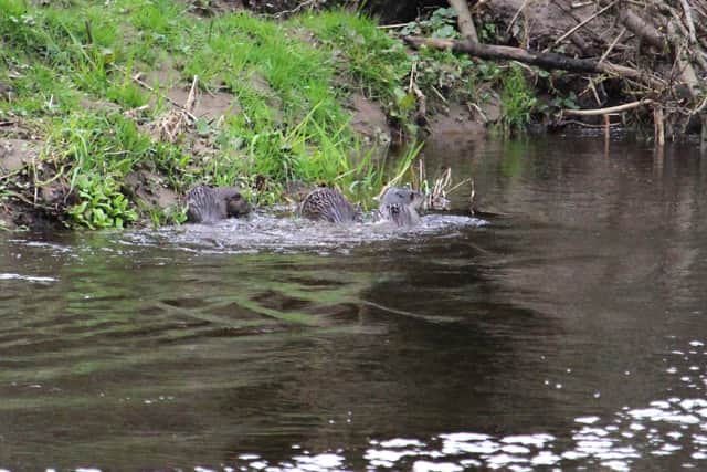 Otters playing in the River Wyre at Garstang. Picture credit: Andrew Moreland / Garstang & District Wildlife