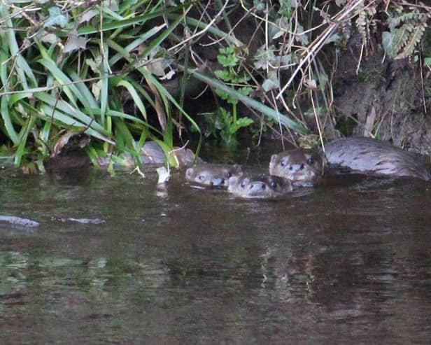 Otters playing in the River Wyre at Garstang. Picture credit: Andrew Moreland / Garstang & District Wildlife