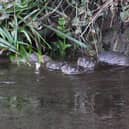 Otters playing in the River Wyre at Garstang. Picture credit: Andrew Moreland / Garstang & District Wildlife