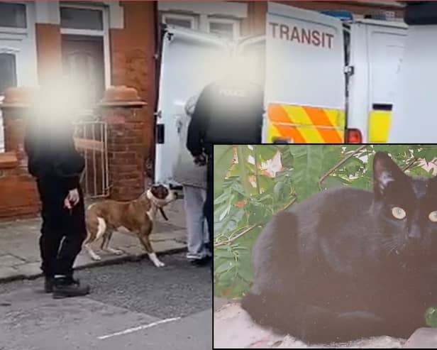 Dog seized: Cat killed weeks after savage attack on Jack Russell by dog roaming the streets. Inset: Sammy, 18, was brutally killed on Whitley Avenue in Blackpool.