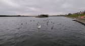 The lone goose on Fleetwood Boating Lake. It's partner was sadly found dead in the water on Saturday morning.