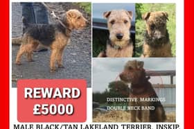 A reward of £5,000 'with no questions asked' is now being offered for Bear's safe return. 