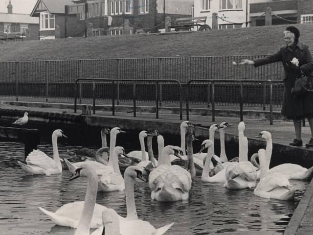Feeding the swans at Fleetwood boating lake
