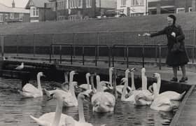 Feeding the swans at Fleetwood boating lake