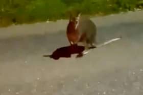 The wallaby pictured on the main road in Devon.  A startled motorist has captured footage of a wallaby bouncing along a main road - in the UK.  The video was sent to documentary filmmaker and wildlife researcher Tim Whittard who investigates reports of out-of-place animals. 