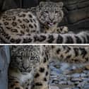 For the first time in its 93-year history, Chester Zoo has welcomed two snow leopards.