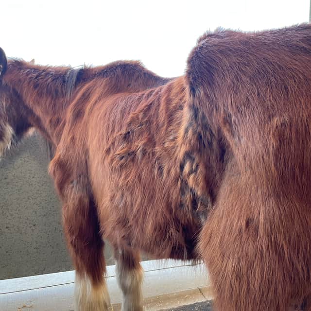 The gentle giant was so starved when he was found that it was touch-and-go as to whether he would survive.