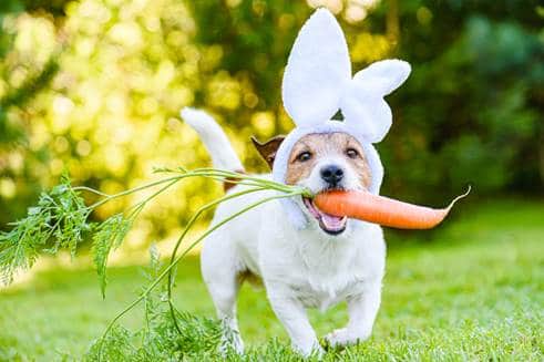 Don't give this treat to your pets at Easter.