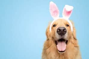 The popular Easter hot cross buns contain ingredients that are toxic to dogs, such as raisins, currants, and spices. 