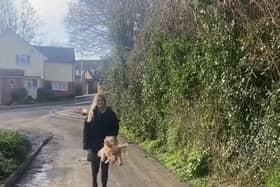 Cocker Spaniel Rupert jumping everytime he's on a walk. 