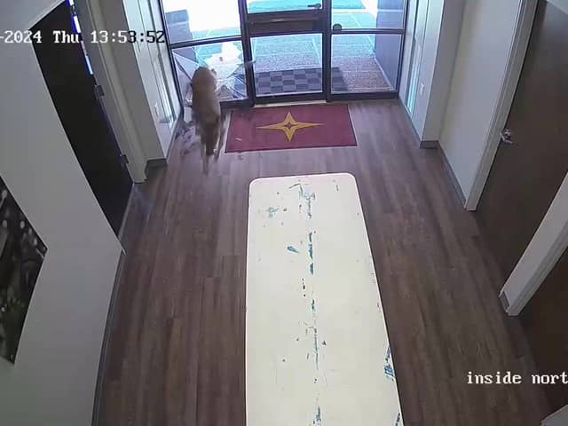 Deer smashes through bank window.