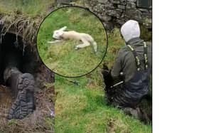 Farmer saves lamb from pipe