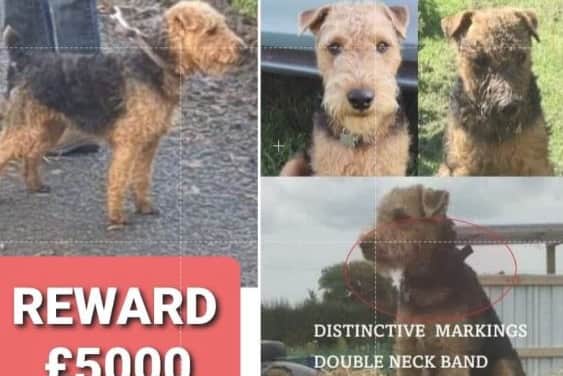 The black and tan Lakeland Terrier was last seen on Wednesday, January 10, in Inskip, Preston-Pinfold Lane Moss Lane area around 10.30am-11am.