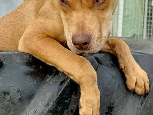 Ruby, who appears to be a staffy-type cross, is currently residing at animal shelter Homeless Hounds on the Fylde Coast, Lancashire. 