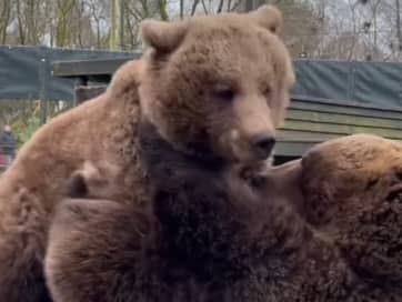 Bears Eso and Byara 'wrestle' at zoo.