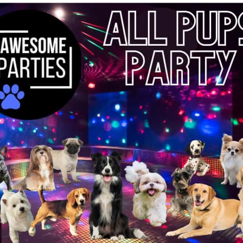 The Pawesome Parties Doggy Disco has sessions for Doodles, Dachshunds and all pups which means all friendly socialised dogs are welcome.