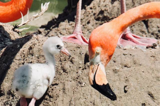 Four flamingos have set a new record for keepers at Blackpool Zoo in August 2023 after becoming the largest group of chicks to ever be successfully reared by their parents.