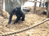 I visited the spectacular Blackpool Zoo and danced with a real life gorilla Strictly Come Dancing style