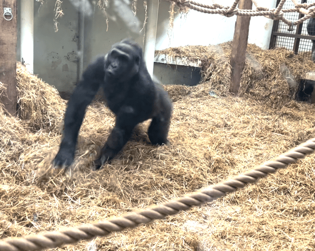 I went to the spectacular Blackpool Zoo and danced with a real life gorilla